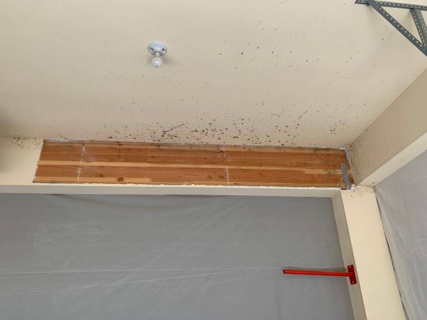 Professional Mold Removal in Cressona, PA